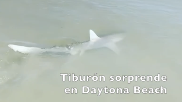 Un tiburón mediano sorprendió a los bañistas de Daytona Beach.&nbsp;