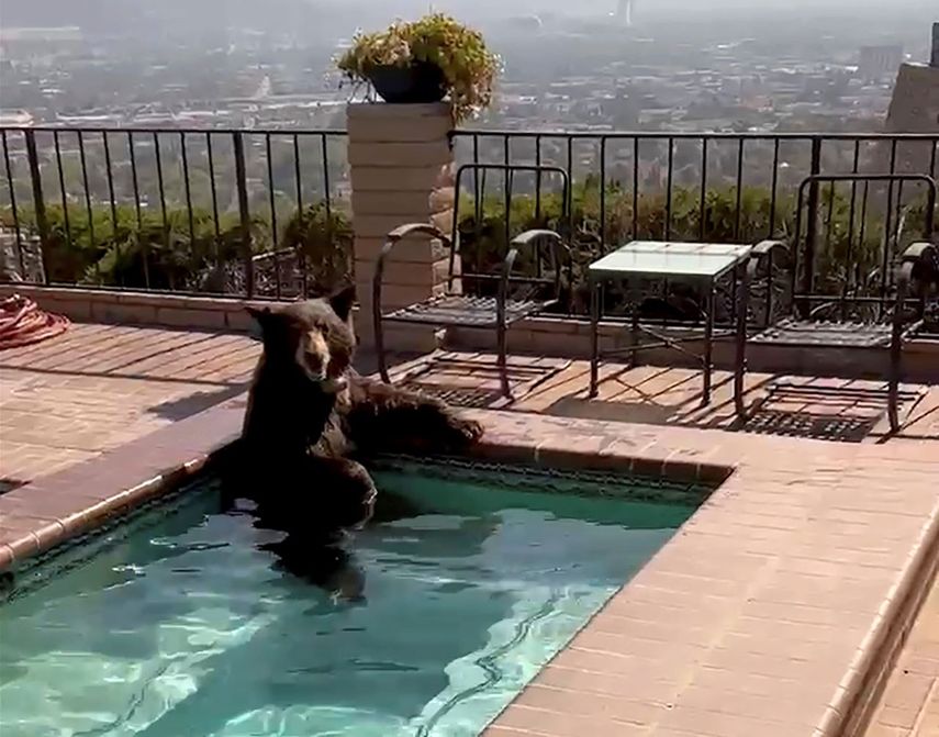 En esta imagen tomada de un video proporcionado por la policía de Burbank, un oso se sienta en un jacuzzi en la ciudad de Burbank, California, el viernes 28 de julio de 2023.&nbsp;