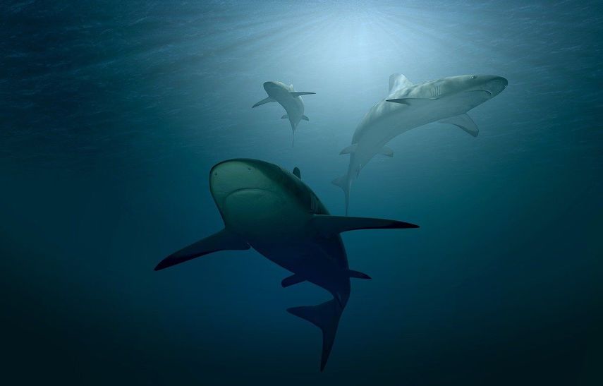 Tiburones en medio del océano. Los Tiburones gigantes siguen fascinando a las personas. Una colección impresa habla de estas criaturas