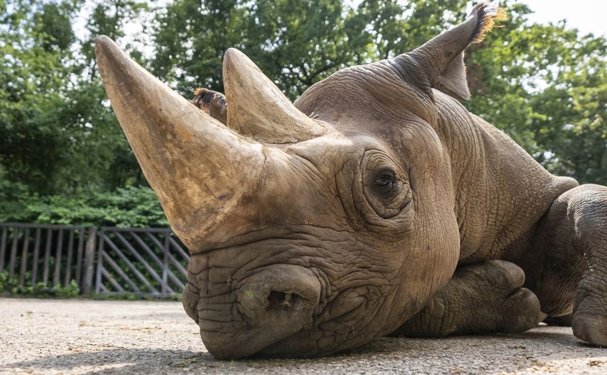 En esta imagen cortesía del safari Park Dvur Kralove, se ve al rinoceronte negro de nombre Manny en el Safari Park Dvur Kralov de Dvur Kralove nad Labem, República Checa.&nbsp;