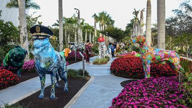 Paseo de perros y gatos, Miami.