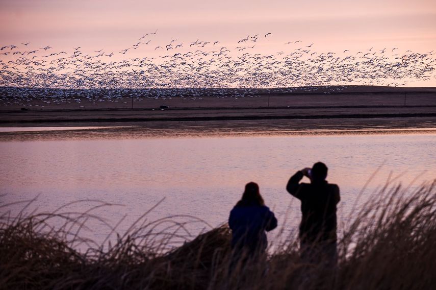 Una pareja observa a miles de gansos blancos que vuelan sobre el lago Freezeout cerca de Fairfield (Montana).