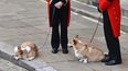 Los corgis de la Reina, Muick y Sandy caminan dentro del Castillo de Windsor el 19 de septiembre de 2022, antes del Servicio de Sepelio de la Reina Isabel II de Gran Bretaña. La Wallace Collection dedica exposición a los perros de la reina.