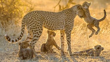 estas son las 6 mejores madres del reino animal