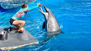 Espectáculo de los delfines en el Miami Seaquiarium.