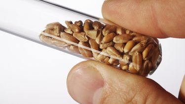 El primer alimento genéticamente modificado fue introducido en el mercado internacional a mediados de los años noventa. (Archivo)