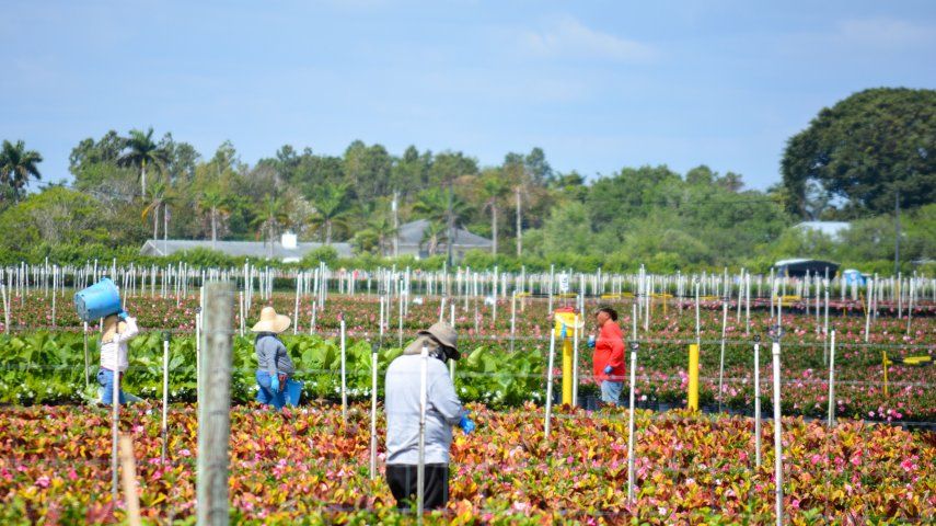 Personas trabajan en la siembra y cuidado de plantas ornamentales en proximidades de Homestead, en Florida.