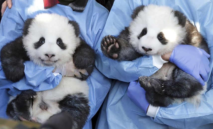 Empleados del zool&oacute;gico sostienen en brazos a Meng Yuan y Meng Xiang durante un acto para presentar los nombres de los cachorros de panda en el Zoo de Berl&iacute;n, Alemania, el lunes 9 de diciembre de 2019.&nbsp;