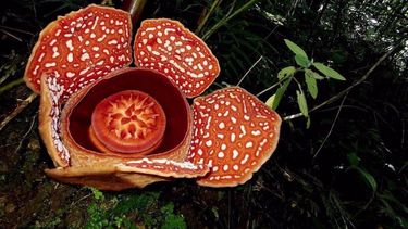 Rafflesia, la flor más grande del mundo, en peligro de extinción. 