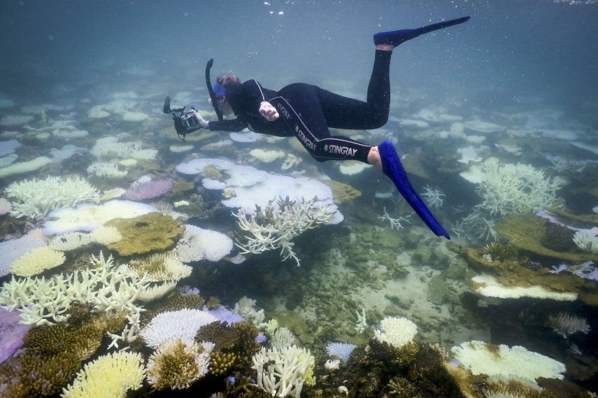 Esta foto tomada el 5 de abril de 2024 muestra a la bióloga marina Anne Hoggett inspeccionando y registrando corales blanqueados y muertos alrededor de la isla Lizard en la Gran Barrera de Coral, ubicada a 270 kilómetros (167 millas) al norte de la ciudad de Cairns. La espectacular Gran Barrera de Coral de Australia está experimentando el blanqueamiento más extendido jamás registrado, con el 73 por ciento de los arrecifes estudiados dañados. &nbsp;