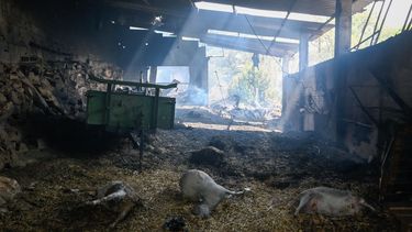 Se observan ovejas muertas tras un incendio forestal en A Caridade, cerca de Monterrei, en la provincia de Ourense, norte de España, el 14 de agosto de 2025. Una persona que luchaba contra un incendio forestal en la región de León, al noroeste de España, falleció, informaron las autoridades el jueves, elevando a tres el número de víctimas de la temporada de incendios de verano.