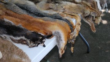 Pieles de animales empleadas en la alta costura de la moda.