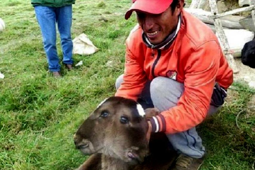 Una ternera de dos cabezas nacida en la región de Cajamarca (norte de Perú) no puede alimentarse ni mantenerse en pie, por lo que requiere la atención constante de los habitantes del caserío. (TWITTER)