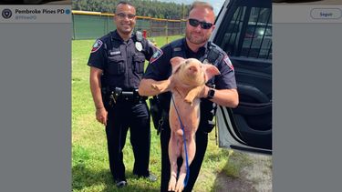 Fotografía publicada el miércoles 17 de julio de 2019 por la cuenta oficial de Twitter de la Policía de Pembroke Pines sobre un cerdito extraviado.
