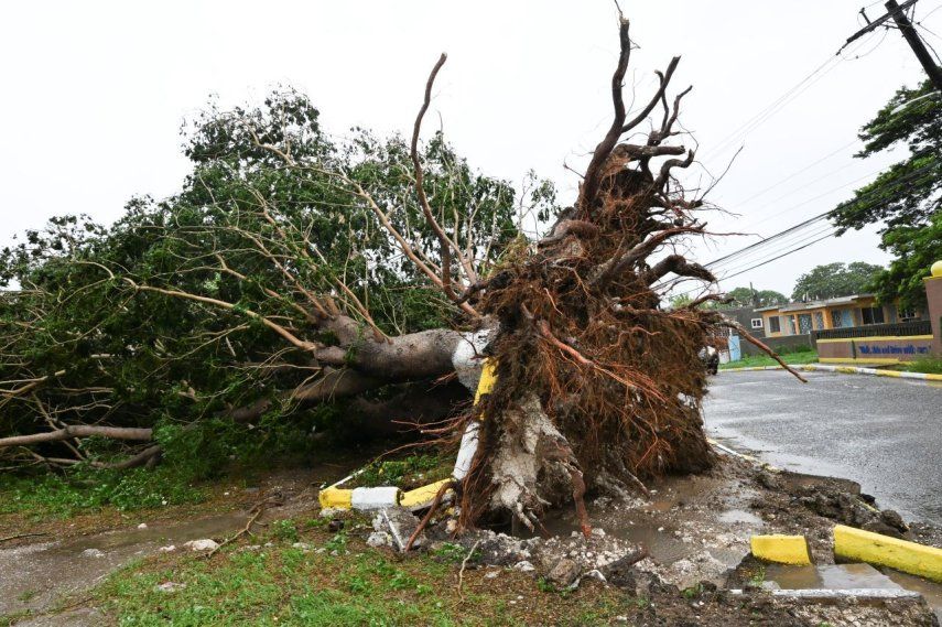 Se ve un árbol caído en Santa Catalina, Jamaica, poco antes de que el huracán Melissa tocara tierra el 28 de octubre de 2025.