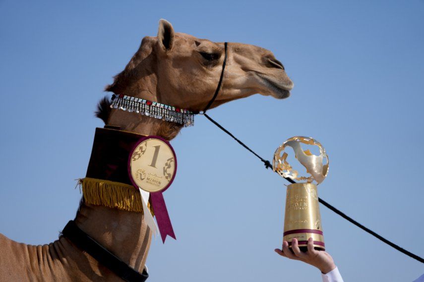 Un integrante de la familia AlKuwari muestra el trofeo tras ganar el primer premio de la Copa Mundial Mzayen, un concurso en el desierto de Catar durante el Mundial de fútbol, en Ash- Shahaniyah, el viernes 2 de diciembre de 2022.