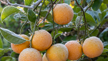 Naranjas.