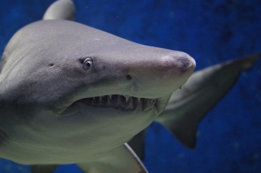 Durante décadas Florida ha copado el primer puesto en ataques de tiburones.