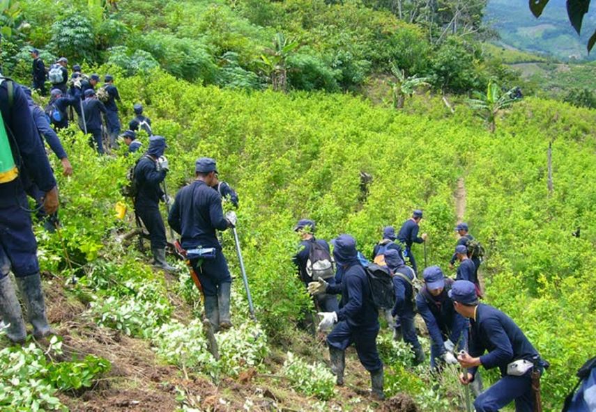 Autoridades de Colombia detectan y destruyen hectáreas sembradas con coca en lo que corre del 2018.