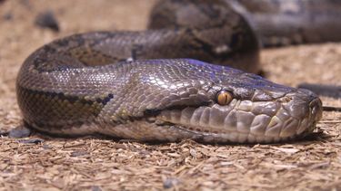 Las pitones, al igual que sus parientes cercanas las boas, son serpientes constrictoras, y por definición, no&nbsp;venenosas.