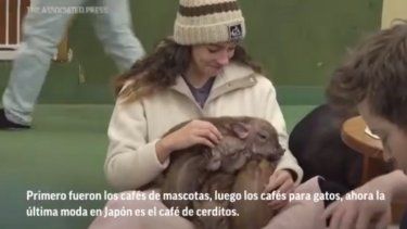 En Mipig Café de Tokio los clientes pagan unos $15, por los 30 primeros minutos con cerditos, pero hay que hacer una reserva.
