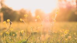 Imagen de la estación primaveral  Imagen de la estación primaveral