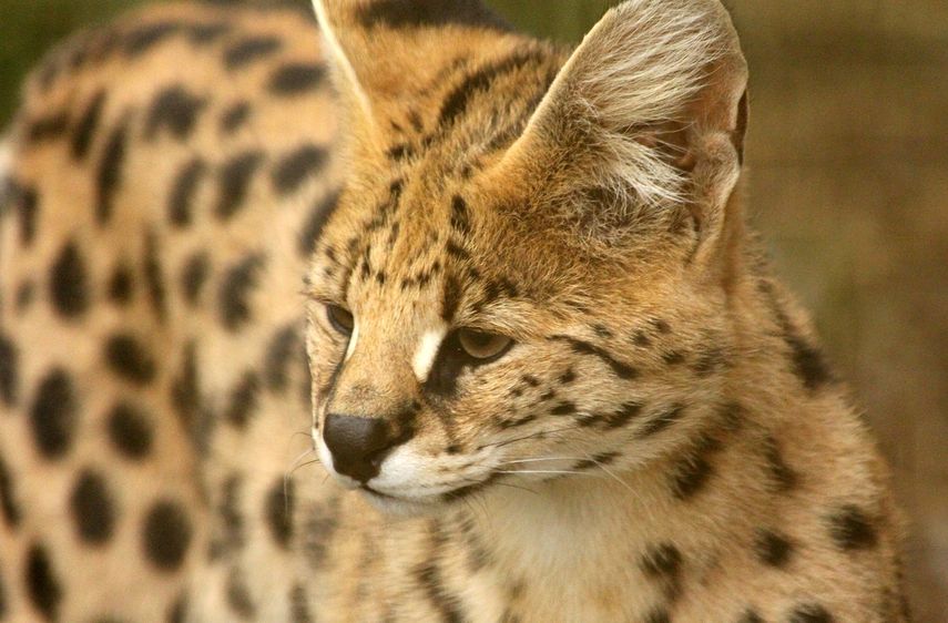 Gato serval Gato serval