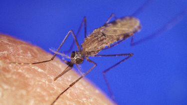 La fiebre chikungunya se transmite por la picadura de mosquitos y para la que aún no existe una vacuna (Foto: Wikimedia)