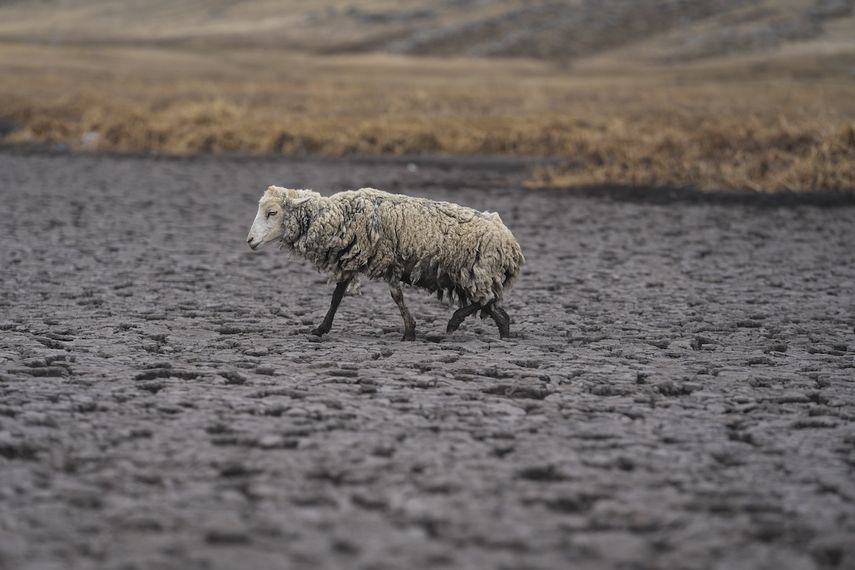 Una oveja demacrada camina sobre el lecho seco de la laguna de Cconchaccota en la región Apurimac de Perú, el viernes 25 de noviembre de 2022.&nbsp;