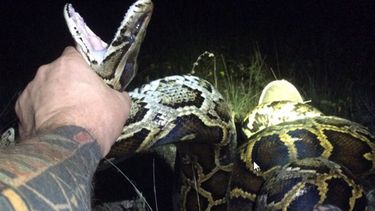Brian Hargrove atrapó la serpiente pitón número 1.000 en la madrugada del sábado último, según confirmó en su cuenta de Twitter el South Florida Water Management District.
