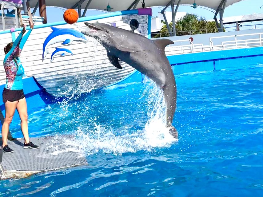 Espectáculo con delfines en  Miami Seaquarium, marzo 2024. 