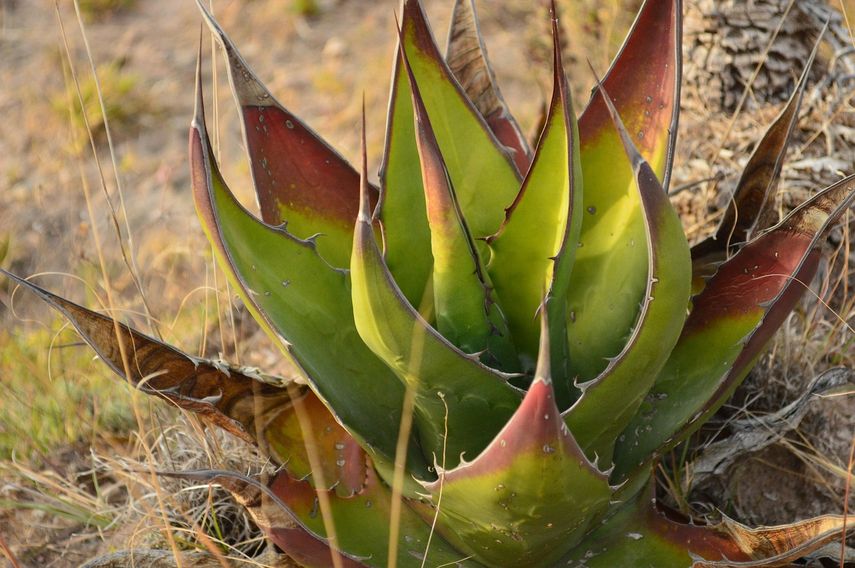 Imagen de referencia al aloe vera.