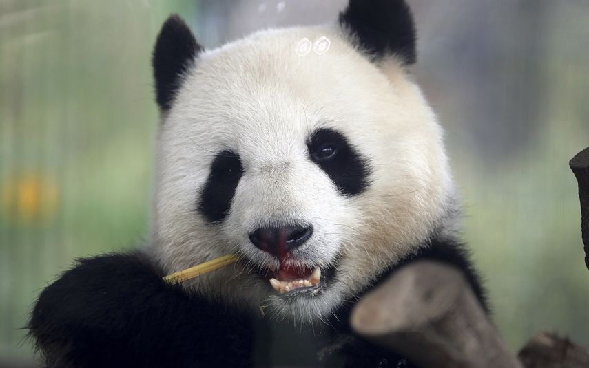 Fotografía de archivo del viernes 5 de abril de 2019 tomada a través de un vidrio de la panda Meng Meng comiendo bambú en su recinto en el zoológico de Berlín, Alemania.&nbsp;&nbsp;