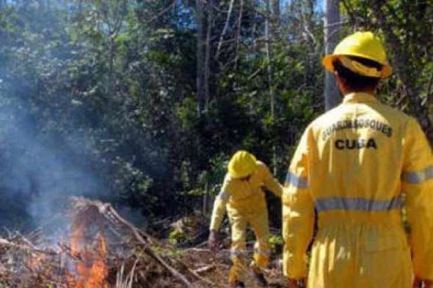Los especialistas alertaron de un posible aumento de los incendios forestales para este año debido a la gran masa de árboles derribados y follaje acumulado en el suelo&nbsp;