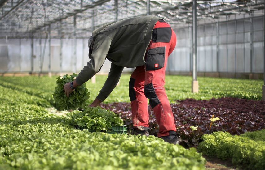 Un trabajador agr&iacute;cola labora en una plantaci&oacute;n de verduras.