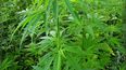 Imagen referencial a cultivo de marihuana