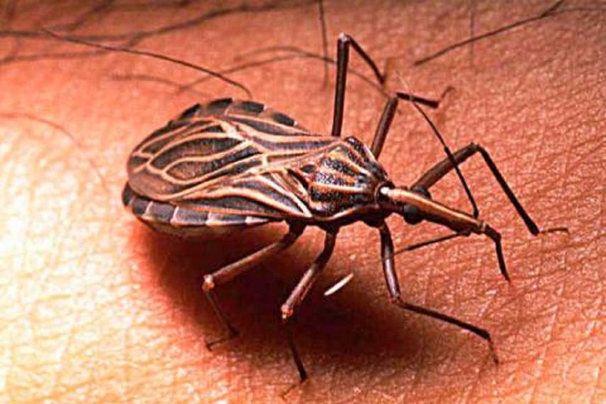 La infección ocurre cuando&nbsp;las heces del insecto transmisor ingresan a la piel a través de la picadura.