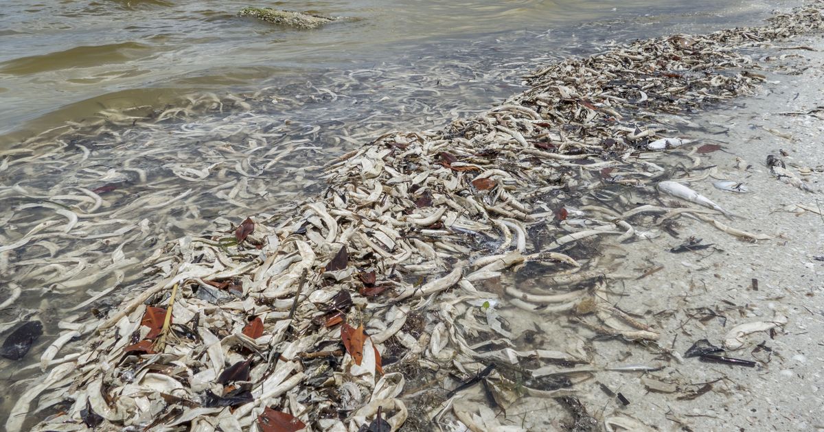 Las impresionantes imágenes de la marea roja en Florida