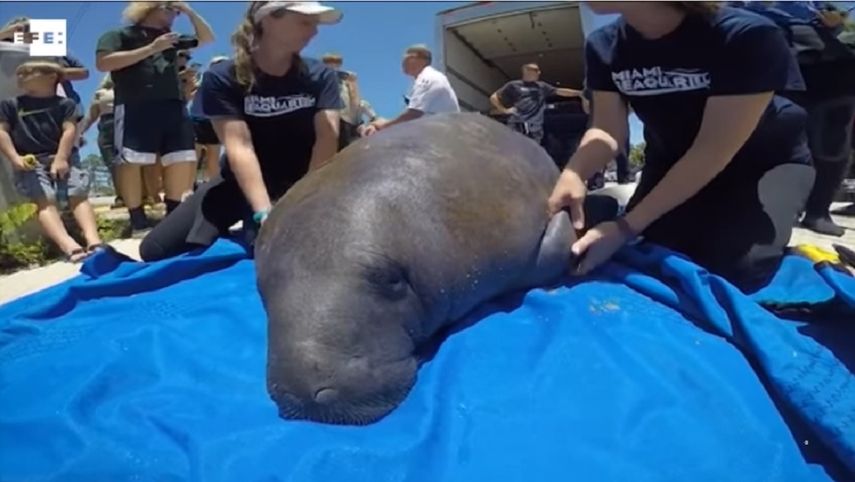 Los participantes en la operación prepararon al manatí para que tuviera en todo momento la piel húmeda y fresca durante el viaje.