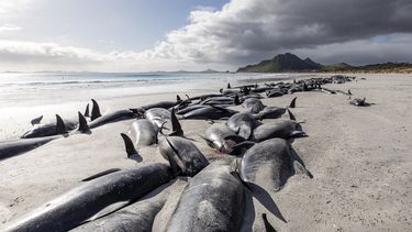Un grupo de calderones se ve varado en la arena en Tupuangi Beach, en las Islas Chatham, Nueva Zelanda, el sábado 8 de octubre de 2022.&nbsp;