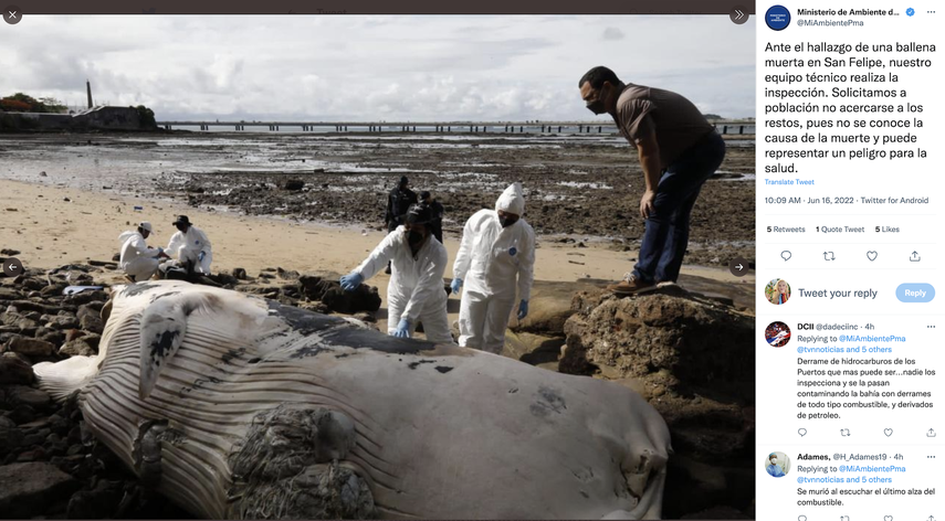 Funcionarios del Ministerio de Ambiente en conjunto con el Servicio de Protección Institucional acordonaron el área para evitar que las personas se acercaran.