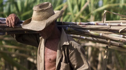 La amarga historia del azúcar en Cuba