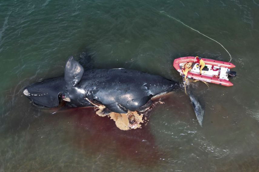 Un rescatista ata una ballena muerta para remolcarla, cerca de Puerto Madryn, Argentina, el martes 4 de octubre de 2022.