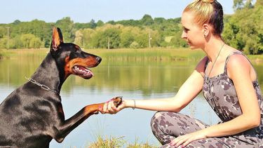 Una cara de felicidad puede tener un signficado emocional para los perros (Pixabay)