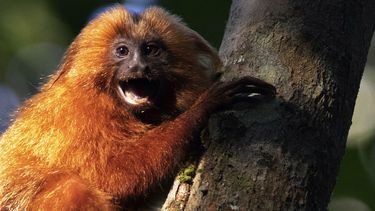 Un tamarino le&oacute;n dorado se sostiene de un &aacute;rbol en la regi&oacute;n selv&aacute;tica de Silva Jardim, en el litoral atl&aacute;ntico del estado de R&iacute;o de Janeiro, Brasil, el jueves 6 de agosto de 2020.