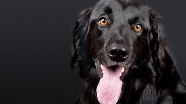 Ante el aumento de robos de perros, el Reino Unido endurece sanciones