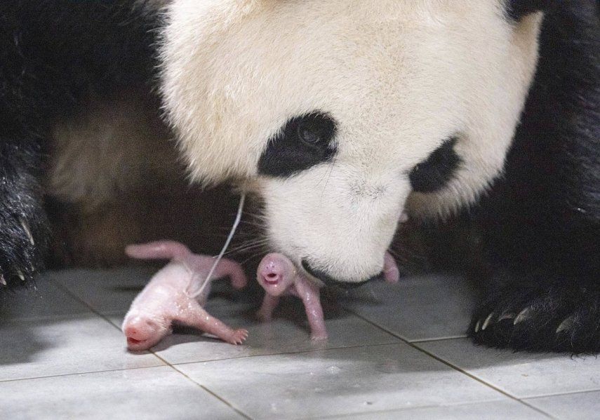 Esta imagen proporcionada por Samsung C&T Corp. muestra a la hembra de panda gigante Ai Bao y sus cachorros gemelos en un parque temático en Yongin, Corea del Sur, el viernes 7 de julio de 2023.&nbsp;