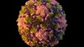 La ilustración provista por los Centros para el Control y la Prevención de Enfermedades de Estados Unidos (CDC, por sus siglas en inglés), representa una partícula del virus de polio. 