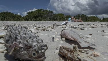 La marea&nbsp;roja que afecta desde hace días la costa suroeste de Florida continúa arrastrando miles de peces muertos hasta playas como la de Sanibel, una isla cuyas aguas muestran en algunas zonas el tono rojizo característico de la floración de la microalga tóxica causante de esta contaminación.&nbsp;
