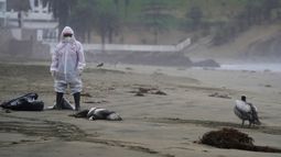 Un trabajador municipal recoge los pelícanos muertos como parte de un equipo de trabajadores enviados para retirarlos de la playa de Santa María en Lima, Perú. 